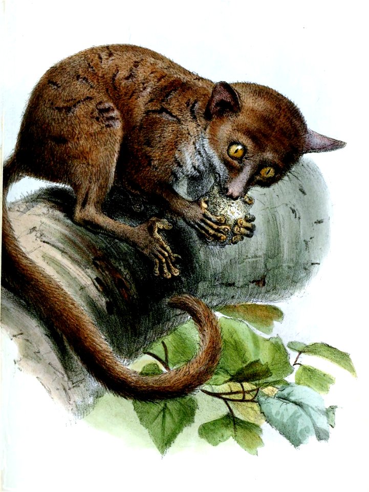 GalagoDemidoffiiWolf