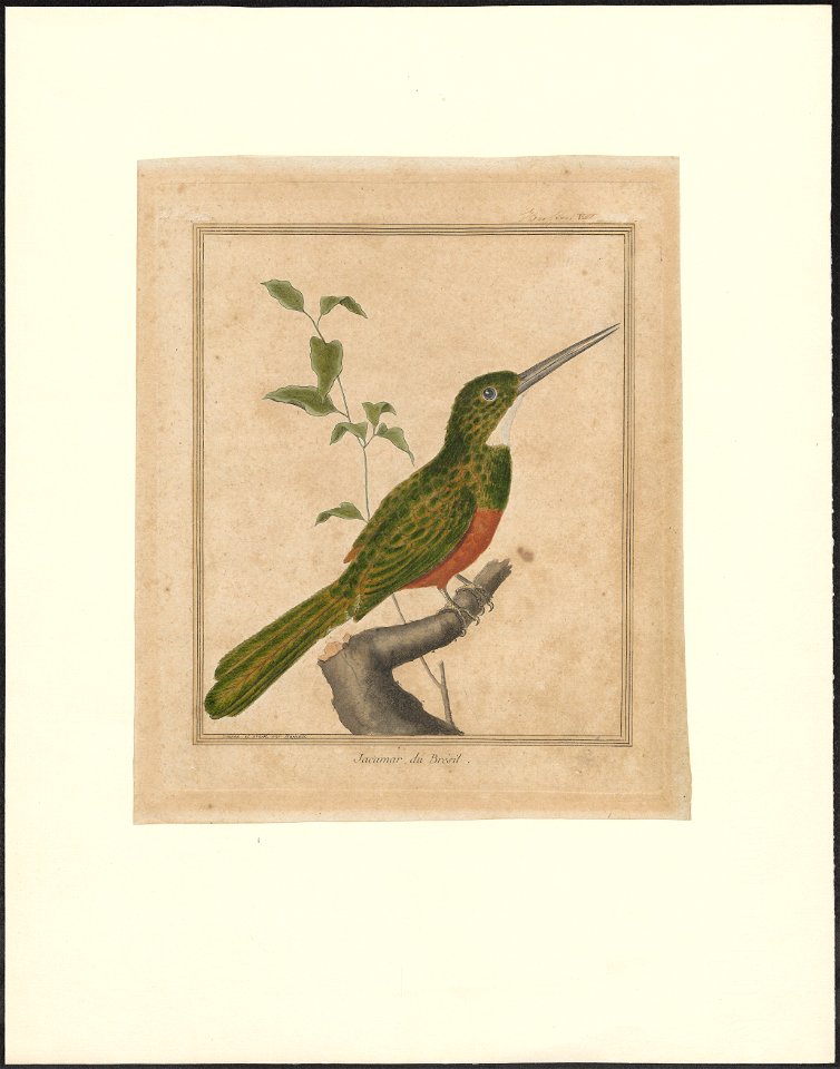 Galbula viridis - 1796-1799 - Print - Iconographia Zoologica - Special Collections University of Amsterdam - UBA01 IZAA100193