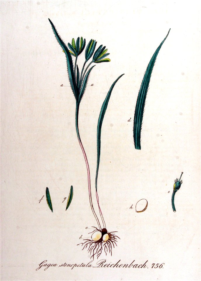 Gagea stenopetala — Flora Batava — Volume v10