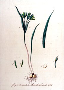 Gagea stenopetala — Flora Batava — Volume v10