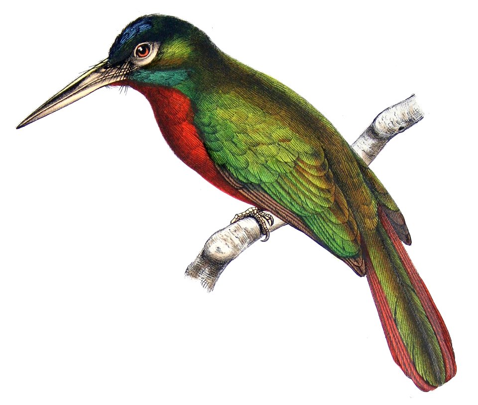 Galbula cyanicollis - Castelnau