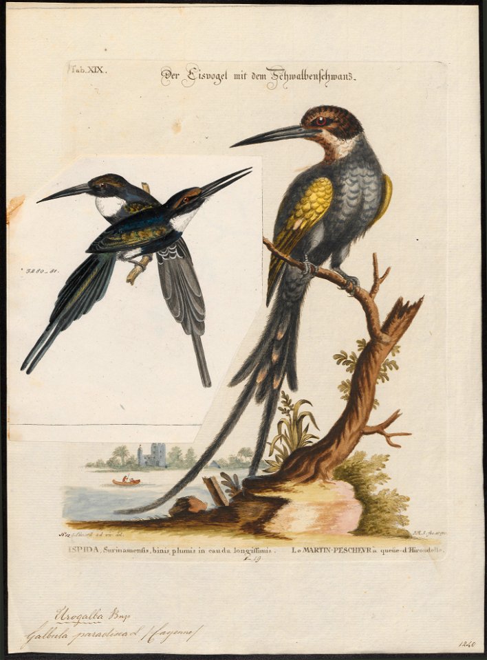 Galbula paradisea - 1700-1880 - Print - Iconographia Zoologica - Special Collections University of Amsterdam - UBA01 IZ16800381