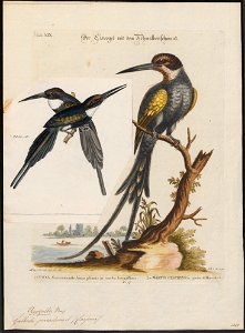 Galbula paradisea - 1700-1880 - Print - Iconographia Zoologica - Special Collections University of Amsterdam - UBA01 IZ16800381