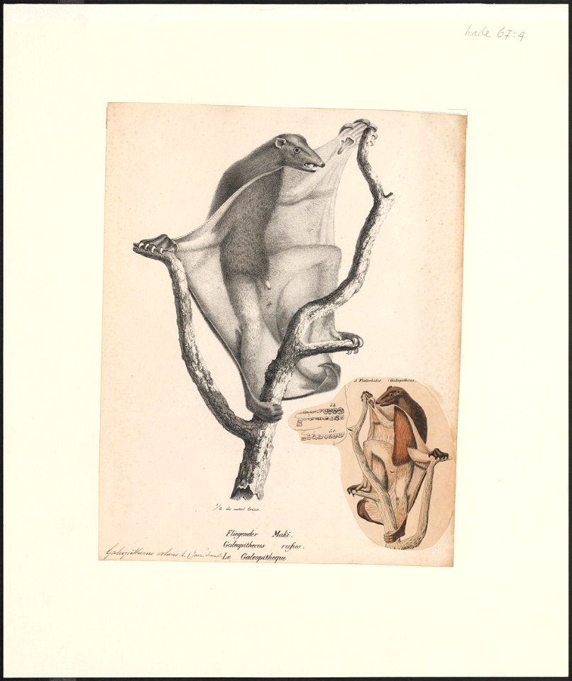 Galeopithecus volans - 1809-1845 - Print - Iconographia Zoologica - Special Collections University of Amsterdam - UBA01 IZ19700103