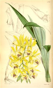 Galeandra baueri (yellow-flowered variety) - Curtis' 79 (Ser. 3 no. 9) pl. 4701 (1853)