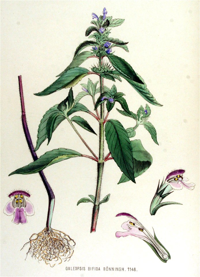 Galeopsis bifida — Flora Batava — Volume v15