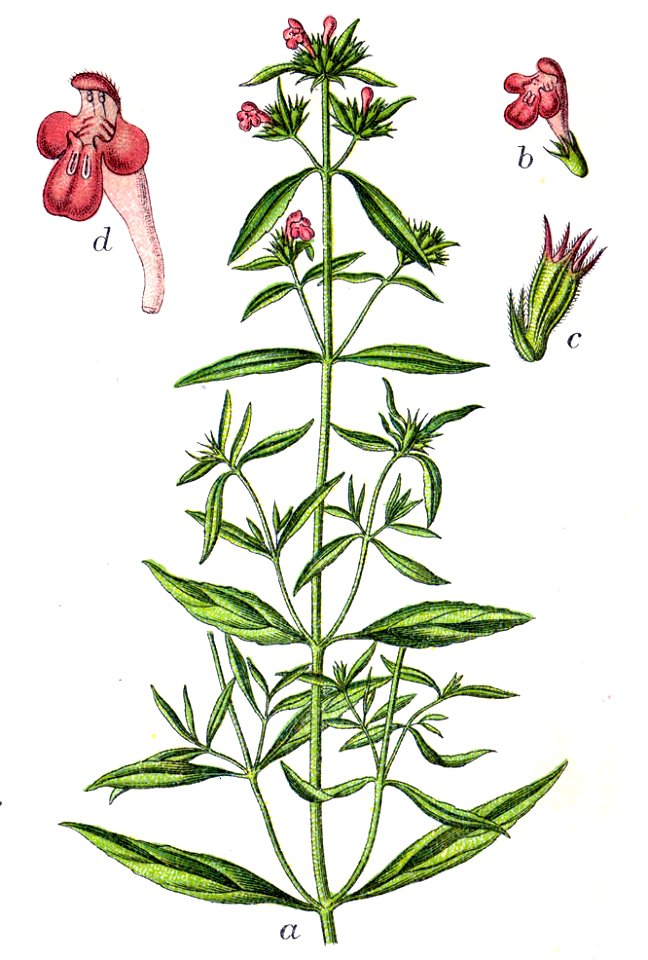 Galeopsis angustifolia Sturm33