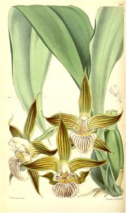 Galeottia grandiflora (as Batemannia grandiflora) - Curtis' 92 (Ser. 3 no. 22) pl. 5567 (1866). Free illustration for personal and commercial use.