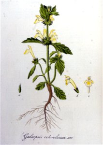 Galeopsis ochroleuca — Flora Batava — Volume v8