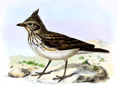 Galerida cristata 1873