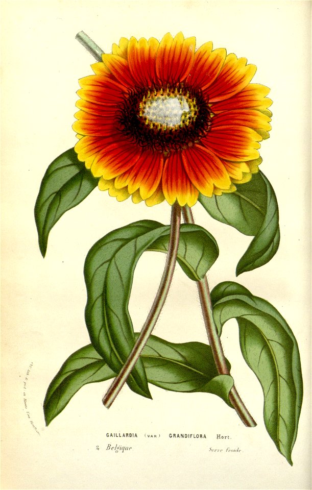 Gaillardia x grandiflora