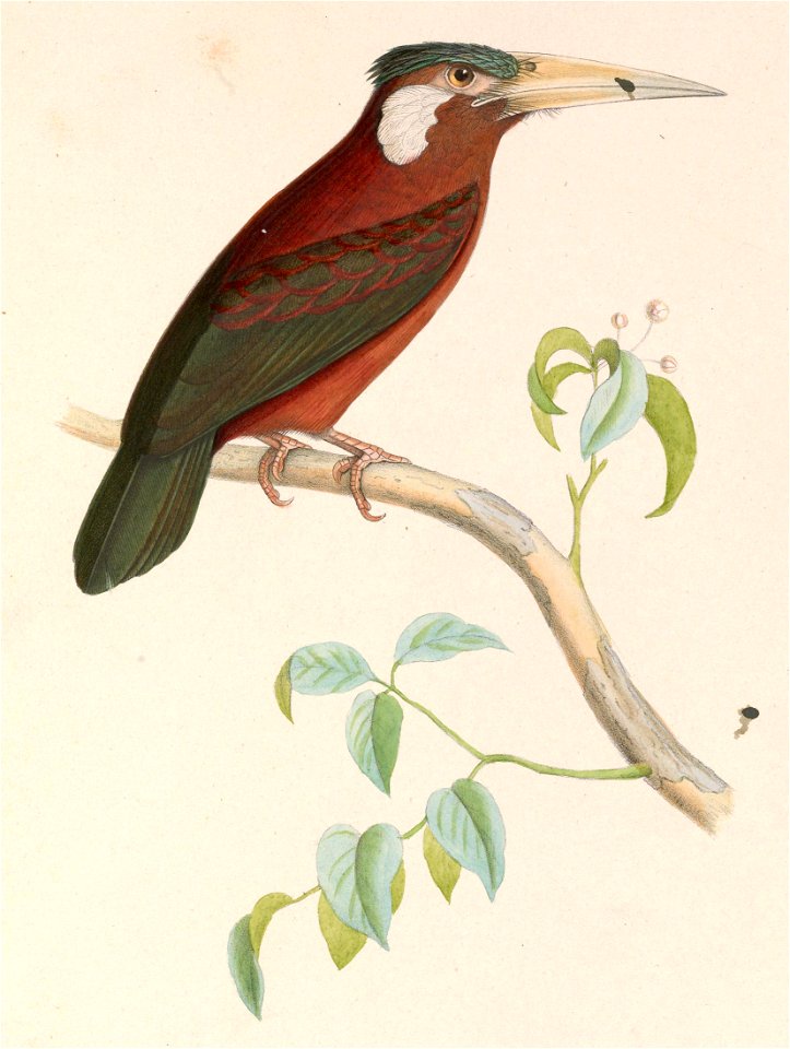Galbalcyrhynchus leucotis 1849