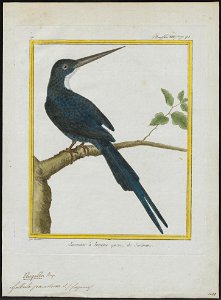 Galbula paradisea - 1700-1880 - Print - Iconographia Zoologica - Special Collections University of Amsterdam - UBA01 IZ16800379