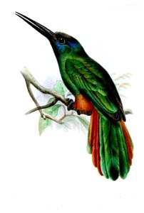 GalbulaFuscicapillaWolf