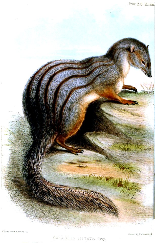 GalidictisVittataHakwins