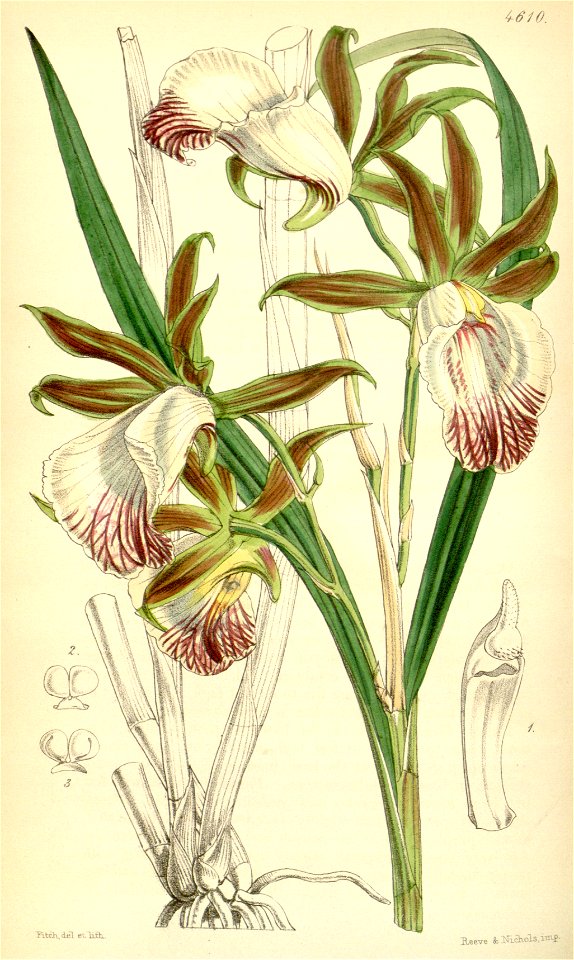 Galeandra devoniana - Curtis' 77 (Ser. 3 no. 7) pl. 4610 (1851)