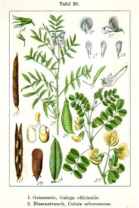 Galega officinalis and Colutea arborescens Sturm09020