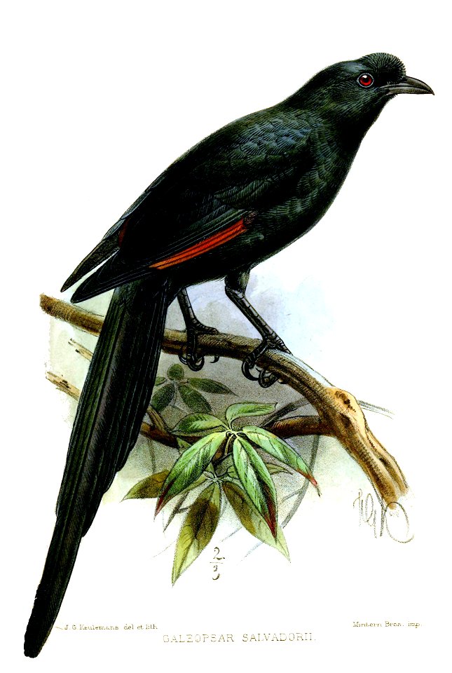 GaleopsarSalvadoriiKeulemans