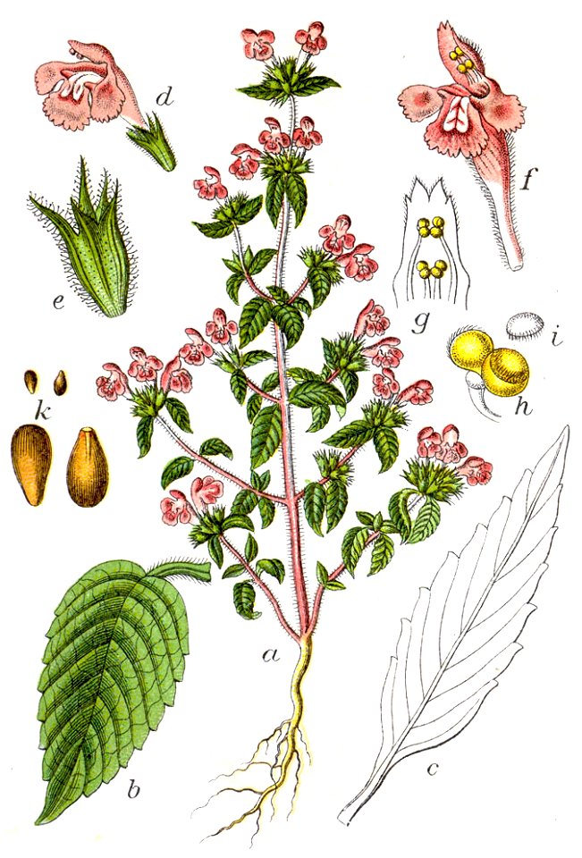 Galeopsis ladanum Sturm32