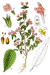 Galeopsis ladanum Sturm32. Free illustration for personal and commercial use.