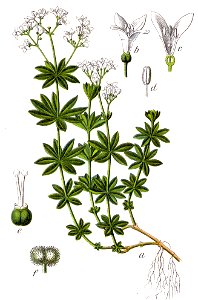 Galium odoratum Sturm47. Free illustration for personal and commercial use.