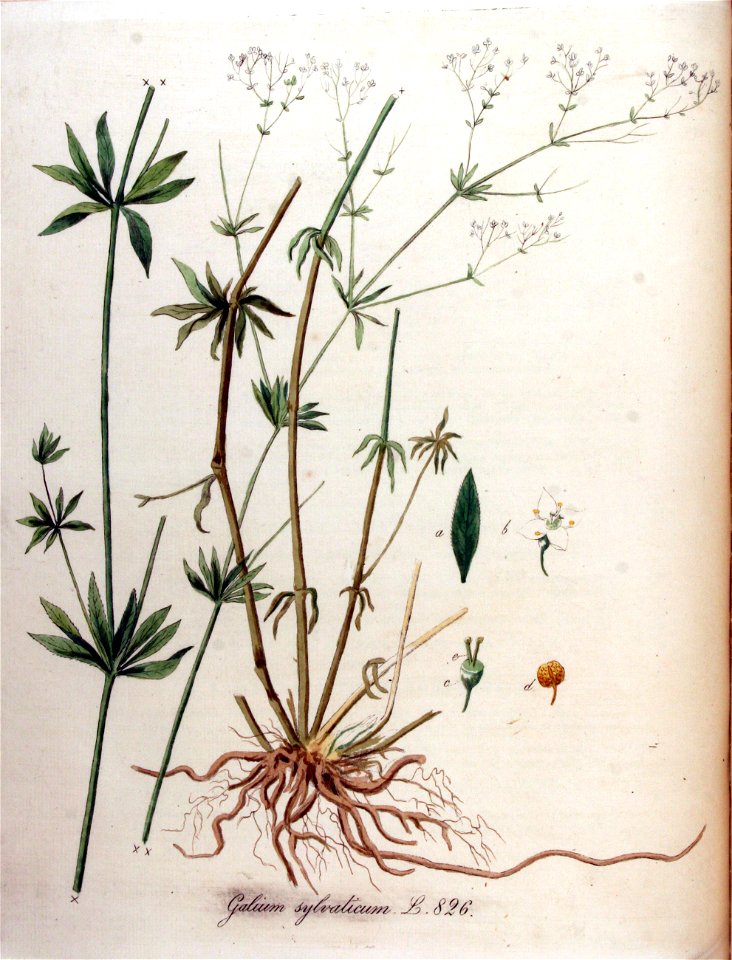 Galium sylvaticum — Flora Batava — Volume v11