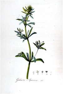 Galium aparine — Flora Batava — Volume v5