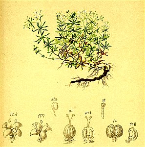 Galium helveticum Atlas Alpenflora