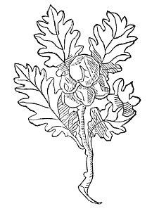 Galla Gart