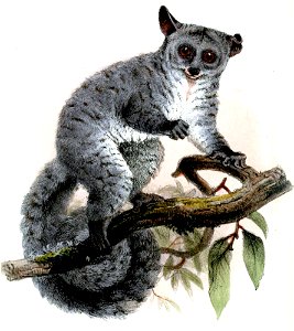 GalagoMonteiriWolf