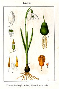 Galanthus nivalis Sturm49