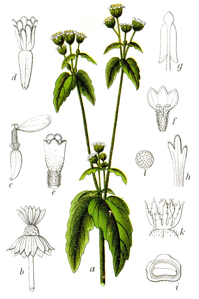 Galinsoga parviflora Sturm16