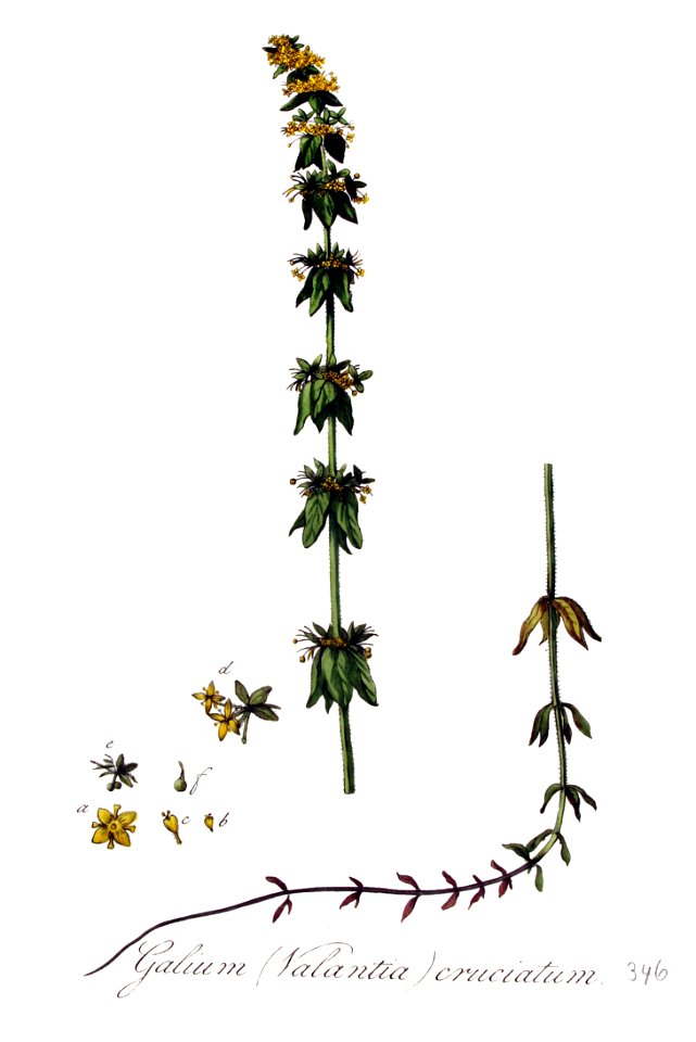 Galium cruciatum — Flora Batava — Volume v5