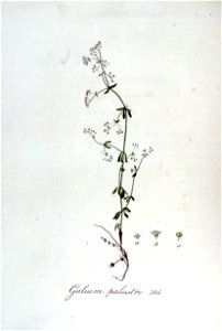 Galium palustre — Flora Batava — Volume v5