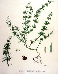 Galium tricorne — Flora Batava — Volume v19