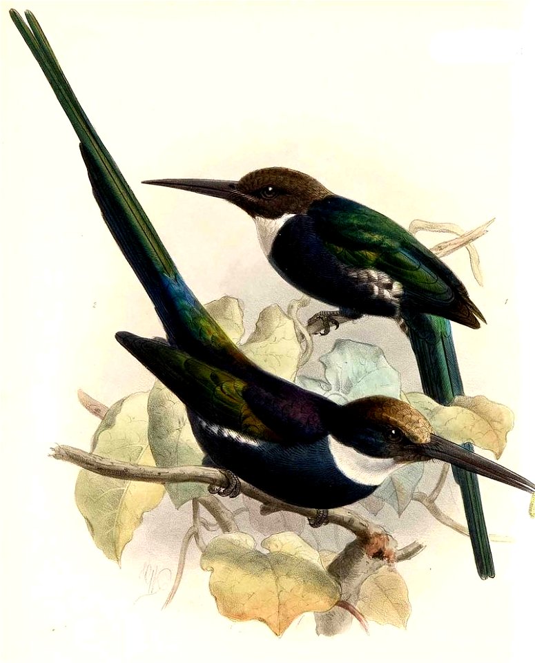 Galbula dea Keulemans