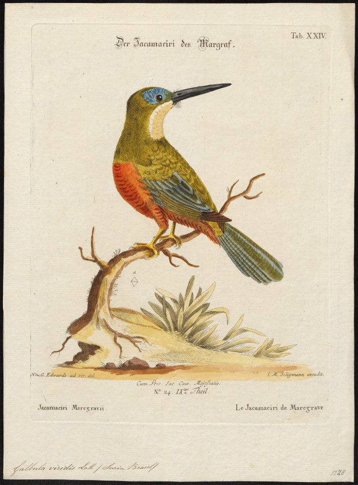 Galbula viridis - 1700-1880 - Print - Iconographia Zoologica - Special Collections University of Amsterdam - UBA01 IZ16800367