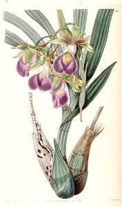 Galeandra baueri - Edwards vol 26 (NS 3) pl 49 (1840)