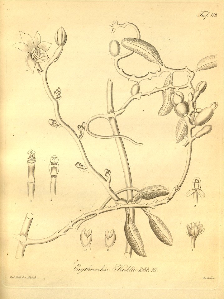 Galeola nudifolia as syn. Erythrorchis kuhlii - Xenia 2-119 (1874)