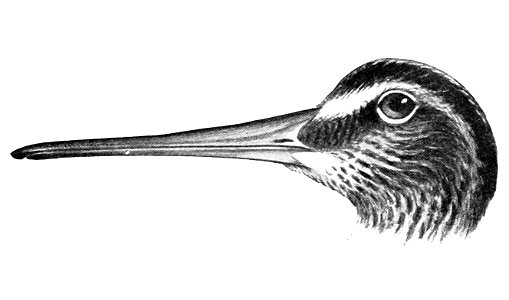 Gallinago nemoricola head 1921. Free illustration for personal and commercial use.