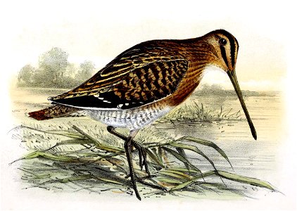 Gallinago gallinago 1869