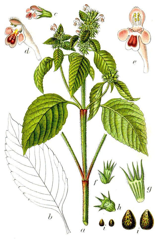 Galeopsis bifida Sturm36