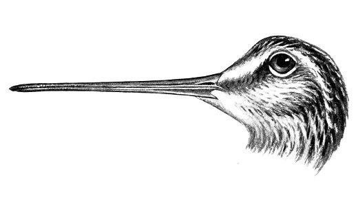 Gallinago solitaria head 1921. Free illustration for personal and commercial use.