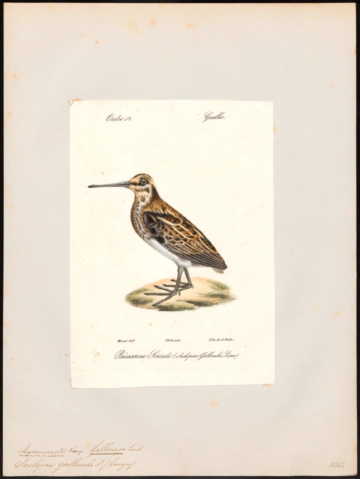Gallinago gallinula - 1842-1848 - Print - Iconographia Zoologica - Special Collections University of Amsterdam - UBA01 IZ17400315