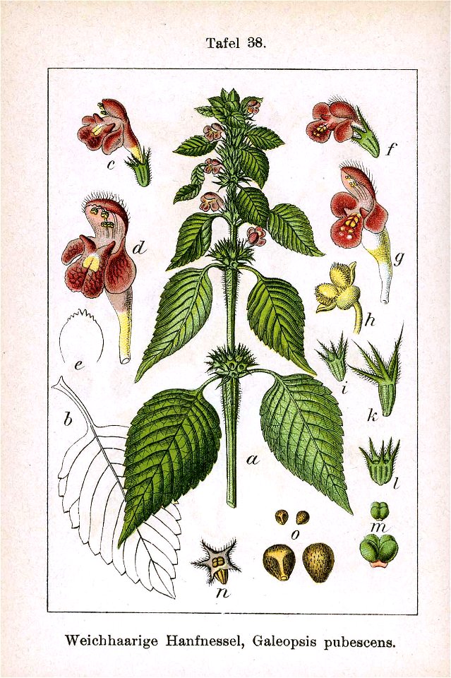 Galeopsis pubescens Sturm 11038
