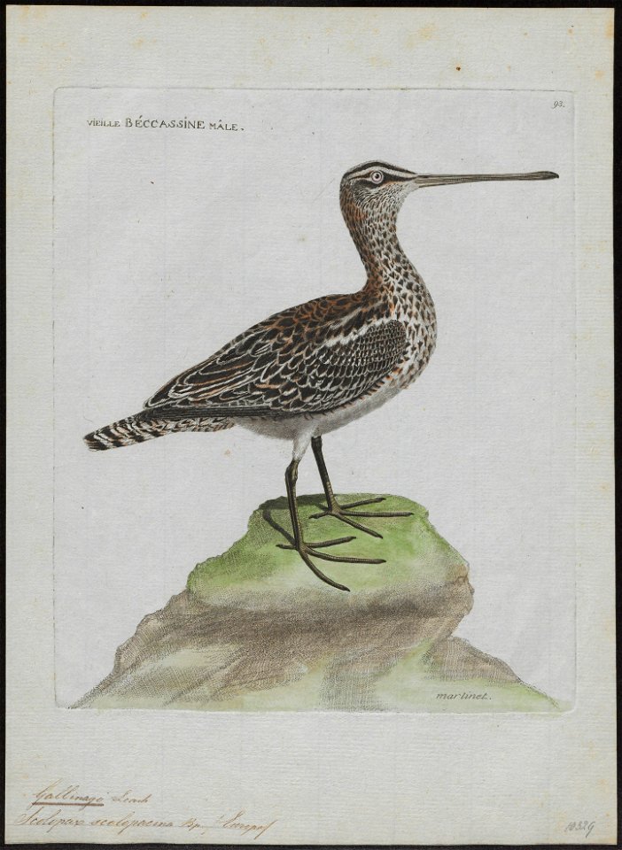 Gallinago scolopacina - 1790-1796 - Print - Iconographia Zoologica - Special Collections University of Amsterdam - UBA01 IZ17400293
