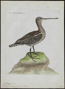 Gallinago scolopacina - 1790-1796 - Print - Iconographia Zoologica - Special Collections University of Amsterdam - UBA01 IZ17400293