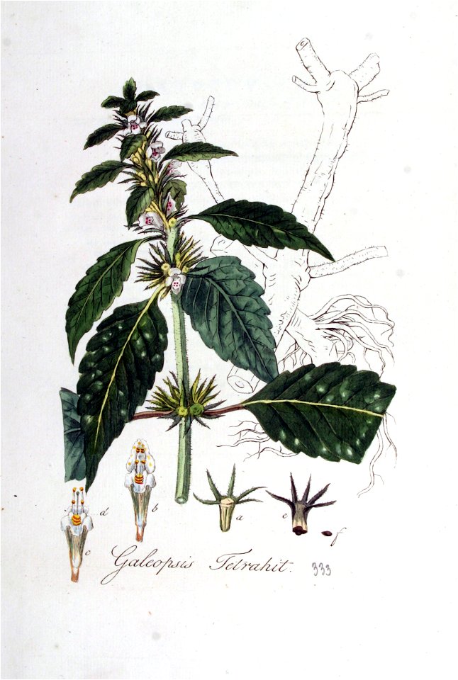 Galeopsis tetrahit — Flora Batava — Volume v5