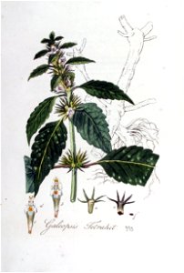 Galeopsis tetrahit — Flora Batava — Volume v5