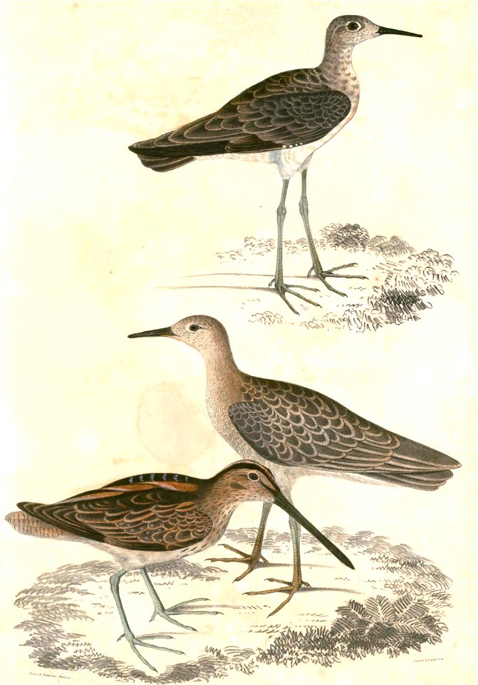 Gallinago stenura & Philomachus pugnax Hardwicke